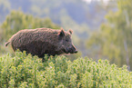 wild boar