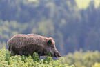 wild boar