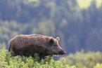 wild boar