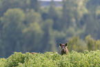 wild boar