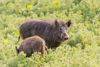 wild boar
