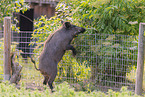 wild boar