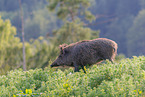 wild boar