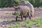wild boar