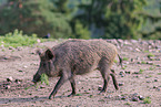 wild boar
