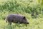 wild boar