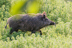 wild boar