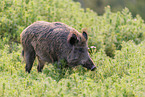 wild boar