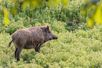 wild boar