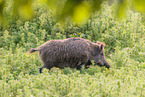 wild boar