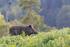 wild boar