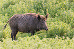 wild boar