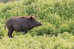 wild boar