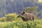 wild boar