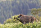 wild boar