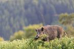 wild boar