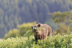 wild boar