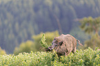 wild boar