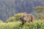 wild boar