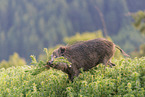 wild boar