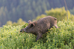 wild boar