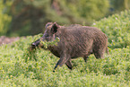 wild boar