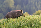 wild boar