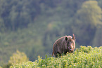 wild boar