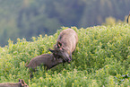wild boar