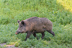 wild boar