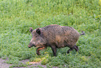 wild boar