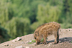 wild boar