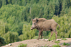 wild boar