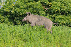 wild boar