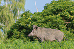 wild boar