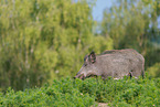 wild boar