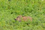 wild boar