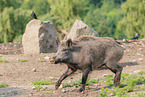 wild boar
