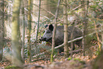 wild boar