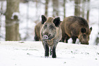 wild boar in winter