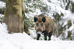 wild boar in winter