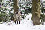 wild boar in winter
