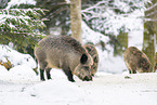 wild boar in winter