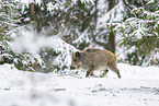 wild boar in winter