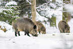 wild boar in winter
