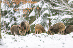 wild boar in winter
