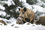 wild boar in winter