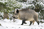 wild boar in winter