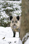 wild boar in winter