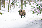 wild boar in winter